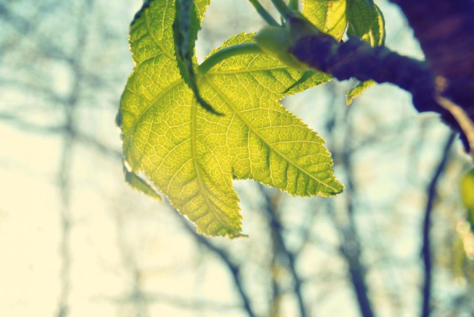 Grünes Blatt im Gegenlicht